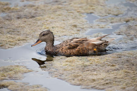 picture of a beautiful brown duck on a lakeの写真素材