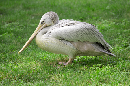 Piture of a wild pelican in the grassの写真素材