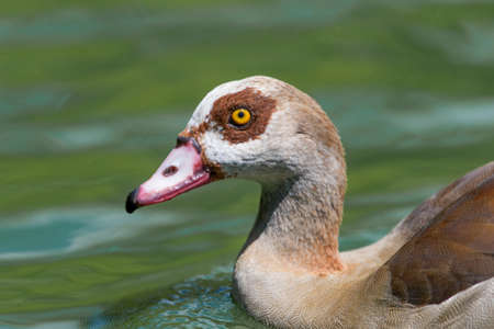 portrait of a beautiful colored duckの写真素材