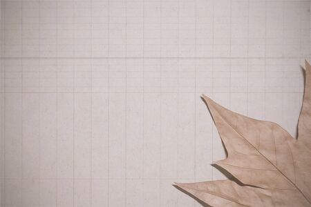 A tree leaf over a dirty paper sheetの写真素材