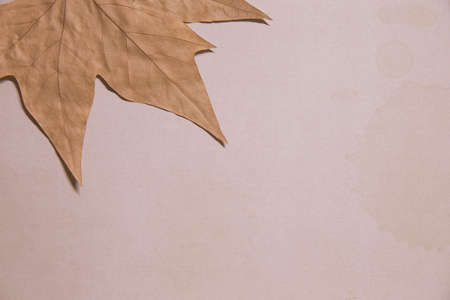 A tree leaf over a dirty paper sheet