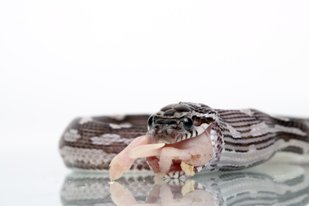 a great snake eatting a mouse