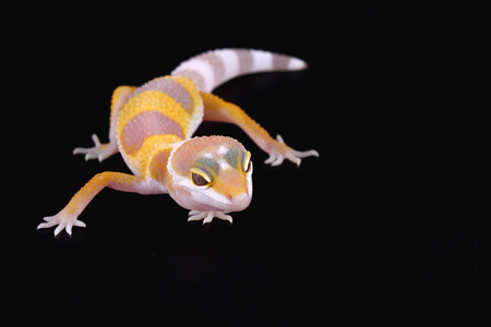 leopard gecko eublepharis maculariusの写真素材