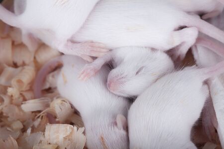 Sleeping white rats on wooden chips in close-upの写真素材