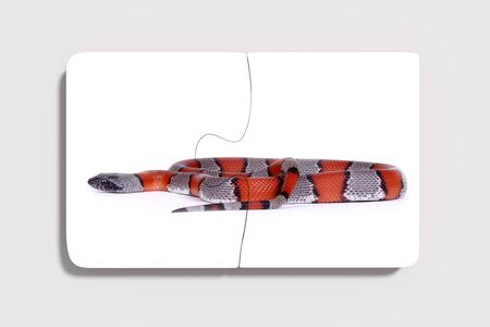 3d rendering of isolated puzzle pieces with colorful reptile on grey background.