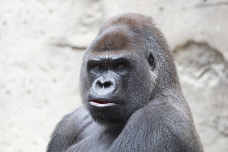 Portrait of a beautiful gorilla silver back looking at camera