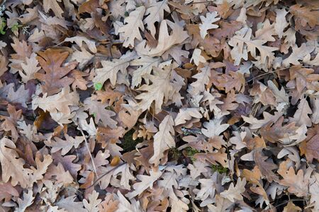 Fallen oak leaves covered the ground. Horizontal outdoors shot. 