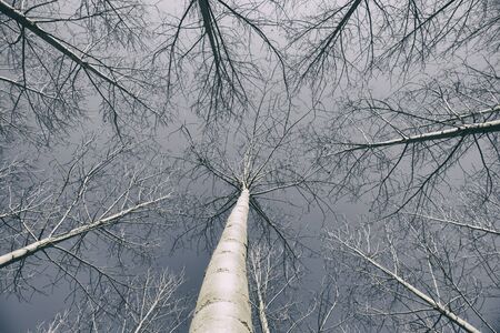 Peaceful cloudscape and trees without leaves. Horizontal outdoors shotの写真素材