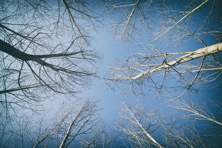 Peaceful cloudscape and trees without leaves. Horizontal outdoors shot