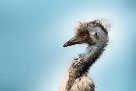 Detail of the head of australian bird, a emu isolated on Blue backgroundの写真素材