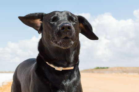Black dog giving the wind in the salt flats in Sanlucar de Barrameda on August 27, 2017.の写真素材