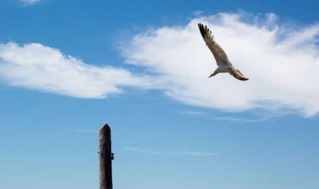 Seagull flying in the sky of San Fernando, Cadiz, Andalusia, Spain. Photograph taken on June 5 from a beach bar on the beach of La Caseria.の写真素材