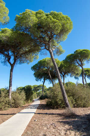 It's located in the Doña Natural Area within the municipality of Sanlucar de Barrameda, Spain.の写真素材