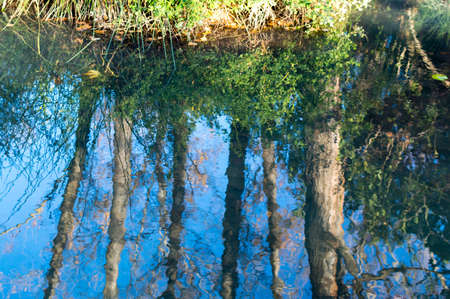 Trees reflected in the river majaceite in the Andalusian town El Bosque, in the south of Spain. This town belongs to the white villages of the Sierra de Cadiz.の写真素材