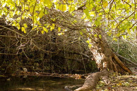Path of the Majaceite river in the Sierra de Cadiz, in the south of Spain. It is a beautiful path among a lot of vegetation. In this river it is common to see otters and wild trout.の写真素材