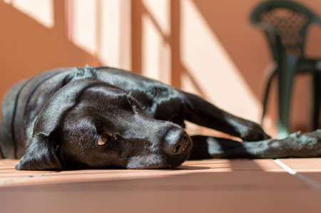 Black dog resting quietly in the sun in the marquee of a townhouse in Sanlucar de Barrameda.の写真素材