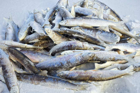 Frozen fish lies on snowの写真素材