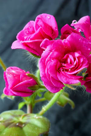 Geranium ampel with water dropsの写真素材