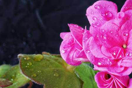 Geranium ampel with water drops