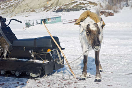 Domesticated reindeer with dropped hornsの写真素材