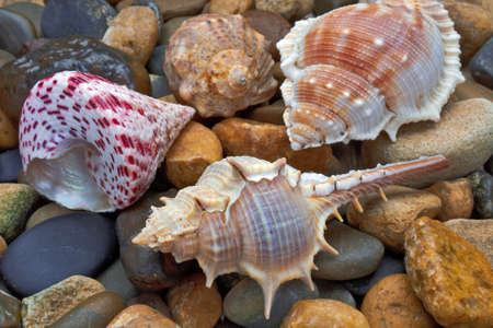 Multicolored sea shells lie on stones