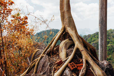 Tree roots. Krabi, Thailand.の写真素材