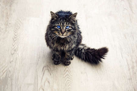 cat isolated