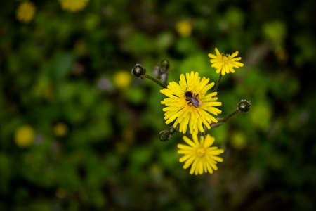 Bee on the flower
