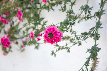 pink flower and leafs deatil photo on grey backgroundの写真素材