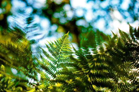 Natural floral green fresh blurred fern leaves background. Rainforest fronds concept.