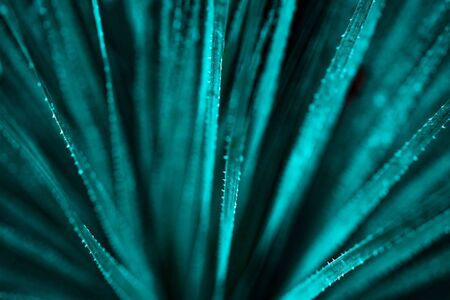 Beautiful selective focuse biscay turquoise green aloe close up background.の写真素材