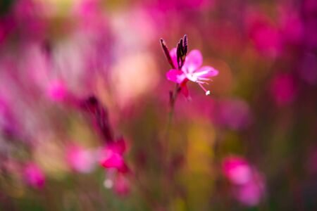 Nature summer bokeh defocused background with lilac purple flowers in the meadow at sunset.の写真素材