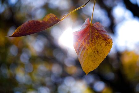 Yellow dry leaves in autumn forest in a sunny day.の写真素材