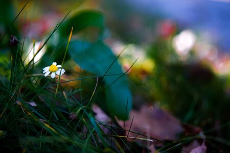 Yellow dry leaves and little daisy flower in autumn forest in a sunny day.の写真素材