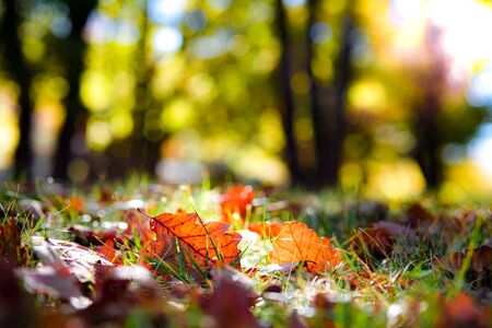 Abstract colorful bokeh, defocused blurred warm sunny autumn mood concept background.
