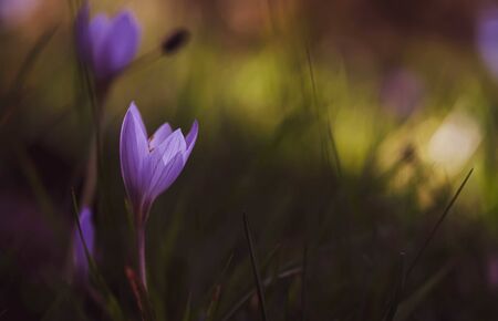 Nice tender lilac flower close-up. Autumn crocus, colchicum autumnale, meadow suffron flowers at the sunset.の写真素材