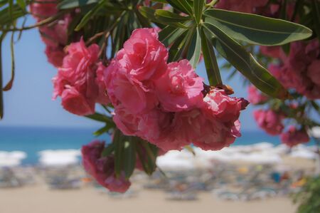 Veiw of the Mediterranean sea and Kleopatra beach framed with the flowers of pink Oleander. Alanya, Antalya, Turkey. Square format.の写真素材