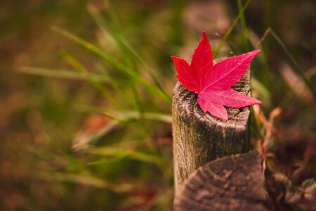 Red little autumn marple leave over old grey wooden fencing in the park.の写真素材