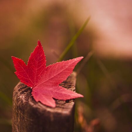 Red little autumn marple leave over old grey wooden fencing in the park.
