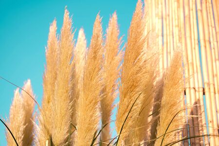 Pampas grass plumes. Crema color fluffy plants close up.Fluffy feathery plantの写真素材