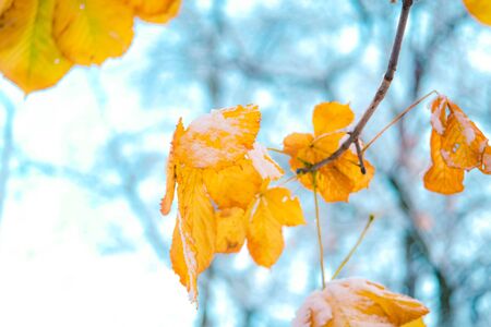 Bright yellow colorful autumn leaves in the first snow.の写真素材