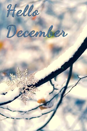 Hello december sign. Card with branch covered with first snow and a christmas decoration snowflake.の写真素材