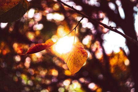 Yellow dry leaves in autumn forest in a sunny day. Beautiful macro bokeh fall concept background, space for text.の写真素材