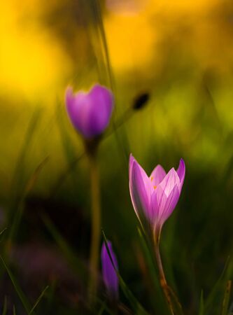 Nice tender lilac flower close-up. Autumn crocus, colchicum autumnale, meadow suffron flowers at the sunset. Beautiful bokeh background, place for text, vertical.の写真素材