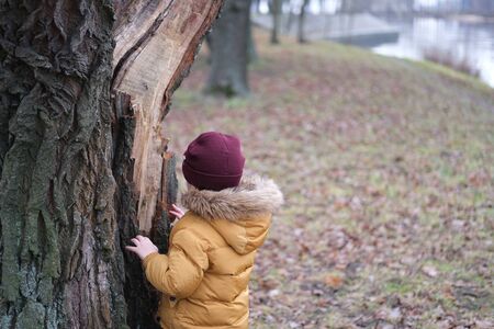 A little boy in winter cloths is hiding behind a big tree trunk. Late autumn or winter forest.