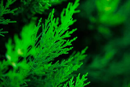Green backdrop. Shrub of juniper at selective focus on a blurred background of evergreen plants in summer.の写真素材