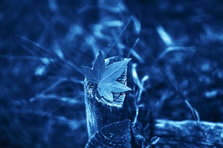 Red little autumn maple leave over old grey tree stump in the park. Blue background. Color of the year concept.の写真素材