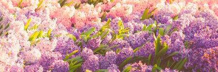 Lilac, purple and pink Hyacinth Flowers background. Spring, Easter, Mother's day, Women's day, Valentine's day concept web banner.の写真素材