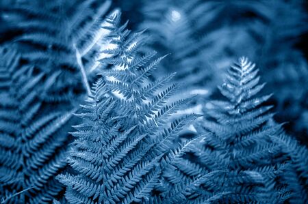 Natural floral toned blue blurred fern leaves background. Rainforest fronds concept. Color of the year.の写真素材