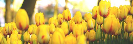 Spring background with beautiful yellow tulips. Valentine's day, Mother's day, 8 of March, Easter concept. Floral web banner.の写真素材